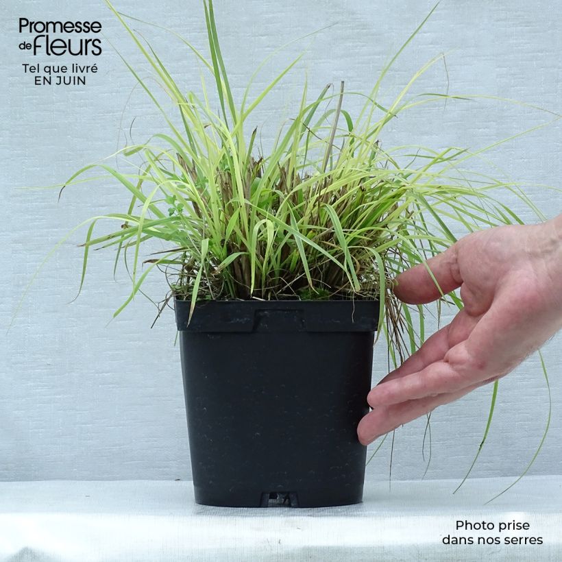 Spécimen de Pennisetum alopecuroides Herbstzauber, Herbe aux écouvillons Pot de 2L/3L tel que livré en été