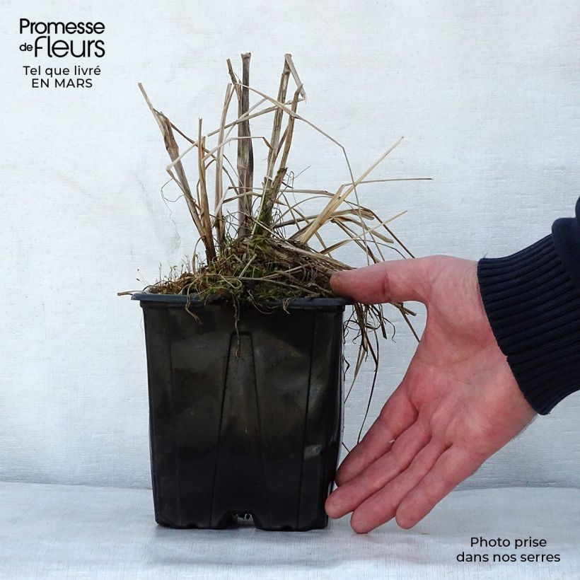Spécimen de Pennisetum alopecuroides Herbstzauber, Herbe aux écouvillons en pot de 2/3 litres tel que livré au printemps