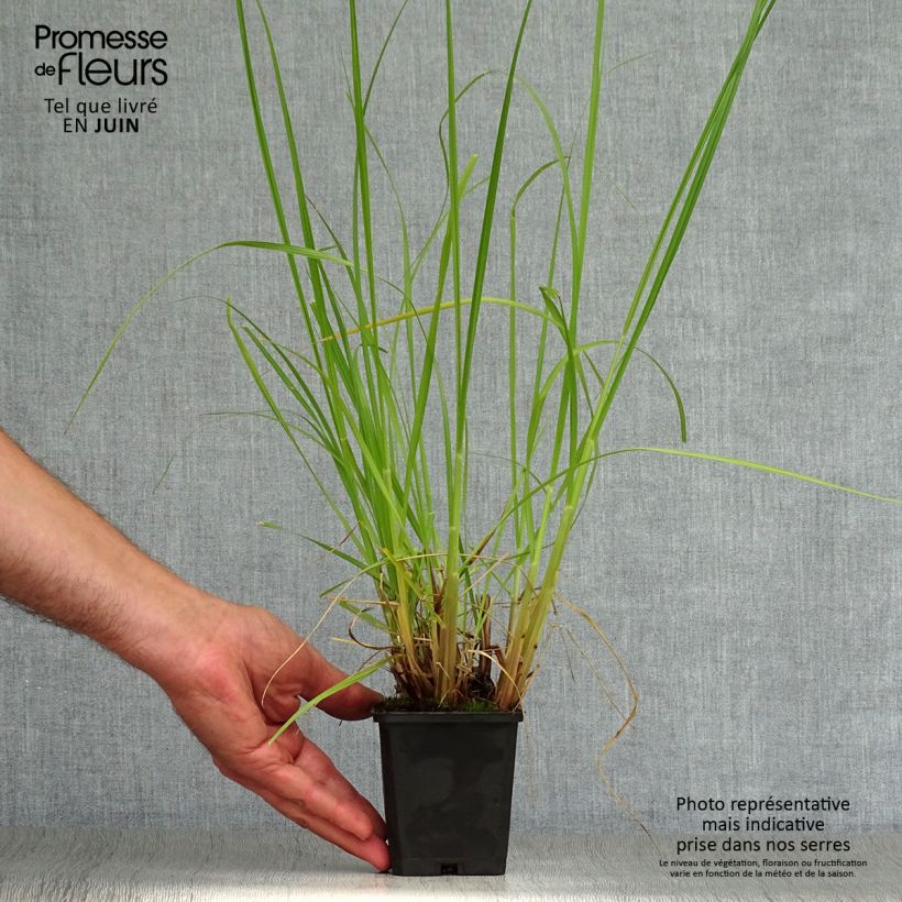 Spécimen de Pennisetum alopecuroïdes Japonicum - Herbe aux écouvillons Godet de 8/9 cm tel que livré en été