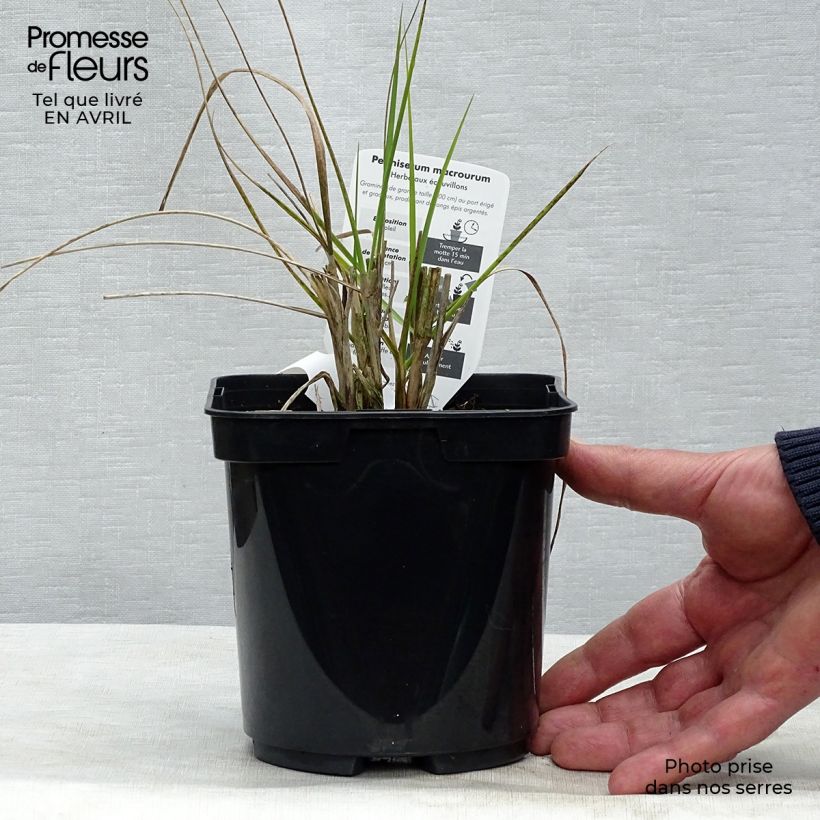 Spécimen de Pennisetum alopecuroïdes Japonicum - Herbe aux écouvillons tel que livré au printemps