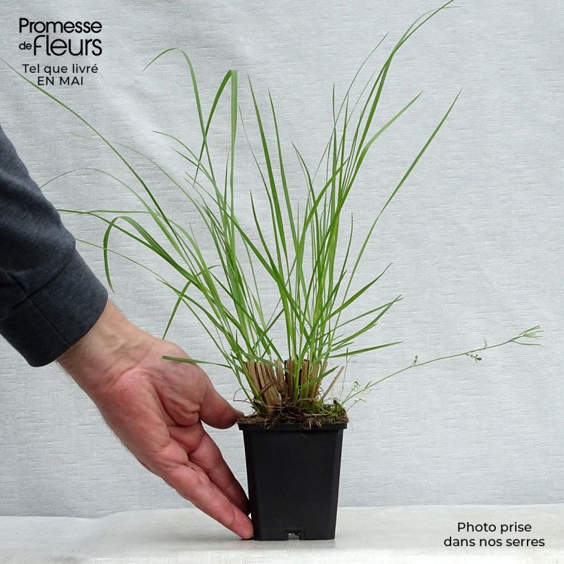 Spécimen de Pennisetum alopecuroïdes Japonicum - Herbe aux écouvillons tel que livré au printemps