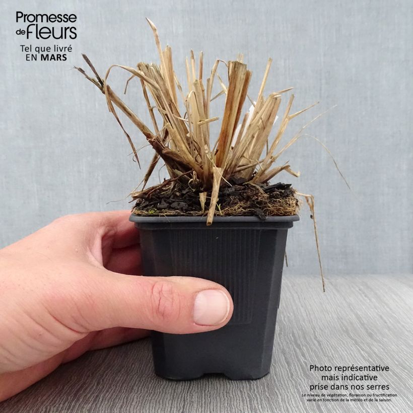 Spécimen de Pennisetum alopecuroides Lepage Gold - Herbe aux écouvillons Godet de 8/9 cm tel que livré au printemps