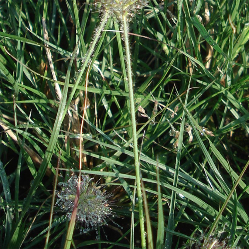 Pennisetum alopecuroides Little Bunny - Herbe aux écouvillons (Feuillage)