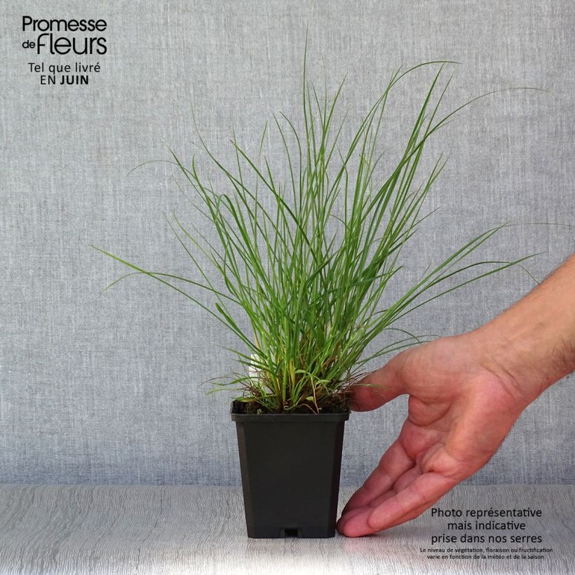 Spécimen de Pennisetum alopecuroides Little Bunny - Herbe aux écouvillons Godet de 8/9 cm tel que livré en été