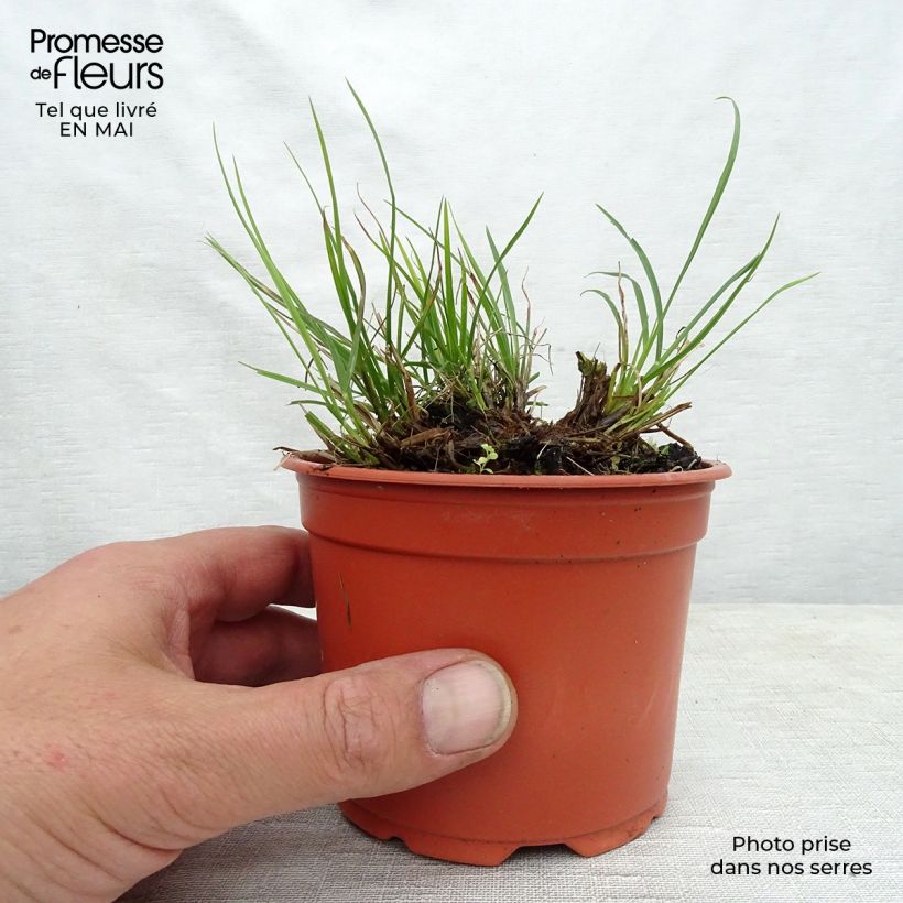 Spécimen de Pennisetum alopecuroides Little Bunny - Herbe aux écouvillons godet de 9cm tel que livré au printemps