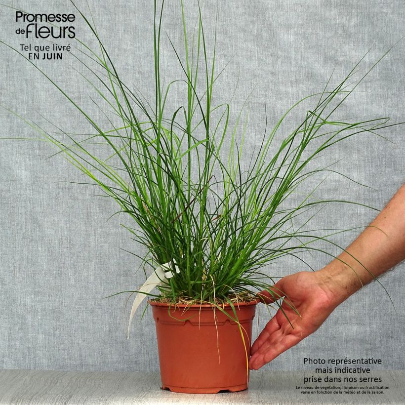 Spécimen de Pennisetum alopecuroides Little Bunny - Herbe aux écouvillons Pot de 2L/3L tel que livré en été