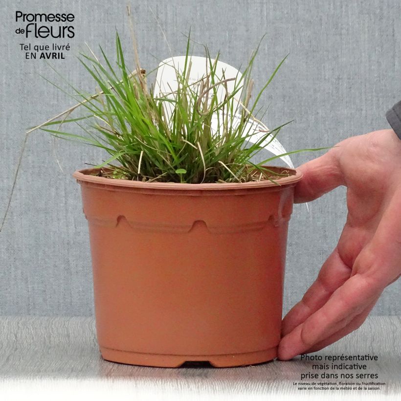 Spécimen de Pennisetum alopecuroides Little Bunny - Herbe aux écouvillons pot de 2L tel que livré au printemps