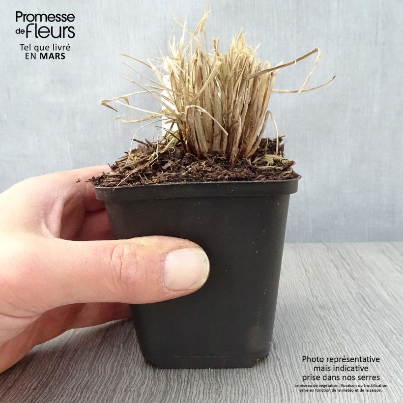 Spécimen de Pennisetum alopecuroides Lumen Gold - Herbe aux écouvillons Godet de 8/9 cm tel que livré au printemps