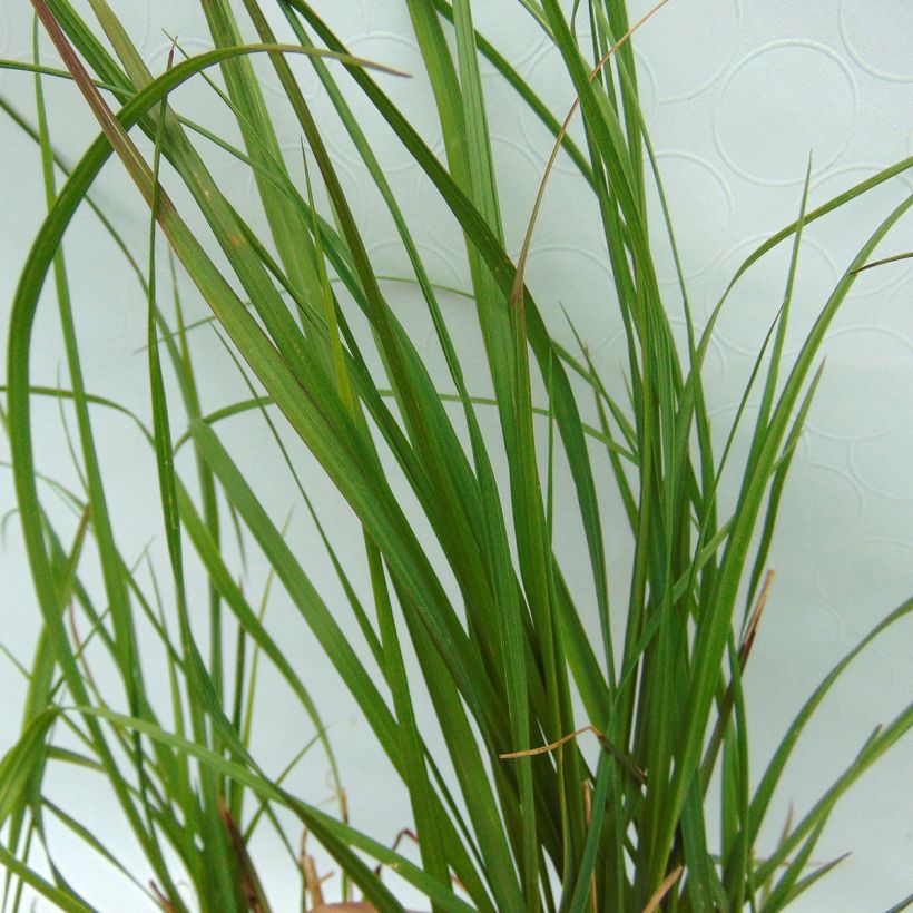 Pennisetum alopecuroides Magic - Herbe aux écouvillons  (Feuillage)