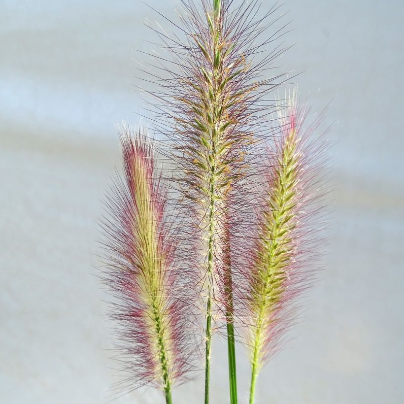 Pennisetum alopecuroides Magic - Herbe aux écouvillons  (Floraison)