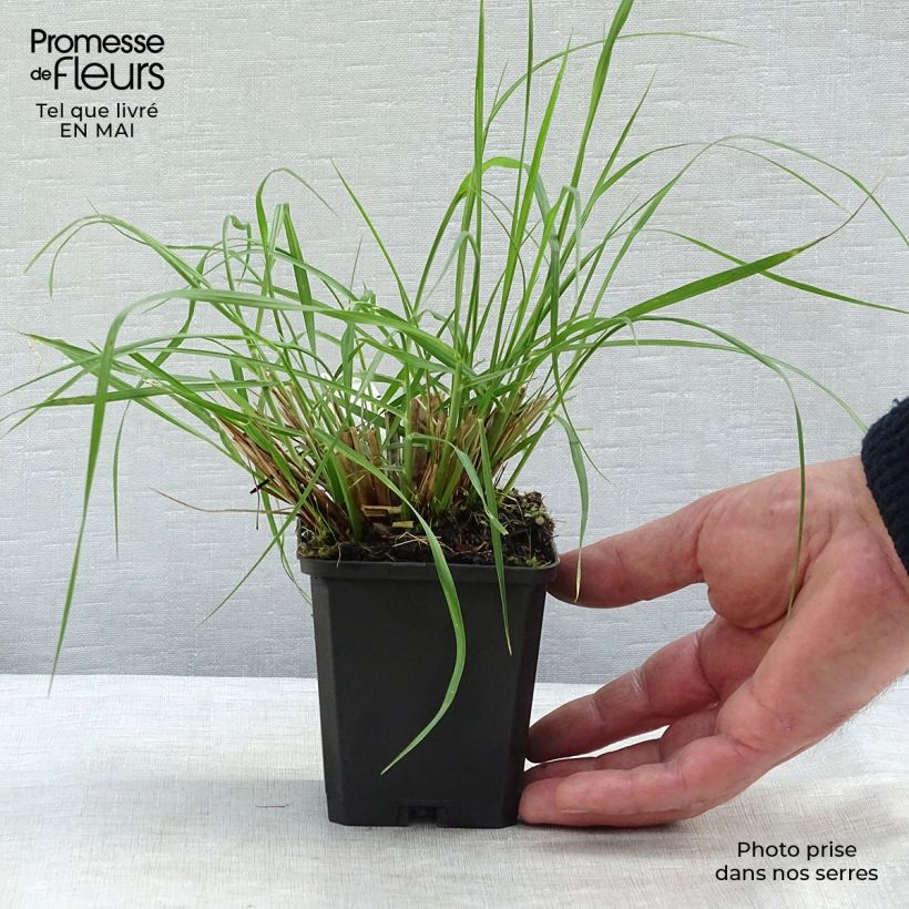 Spécimen de Pennisetum alopecuroides Magic - Herbe aux écouvillons  tel que livré au printemps