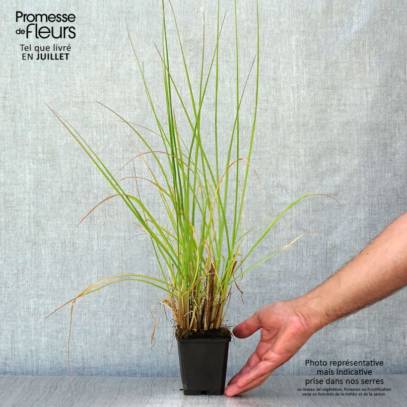 Spécimen de Pennisetum alopecuroides Magic - Herbe aux écouvillons  Godet de 8/9 cm tel que livré en été