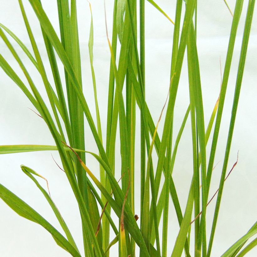 Pennisetum alopecuroïdes Moudry - Herbe aux écouvillons (Feuillage)