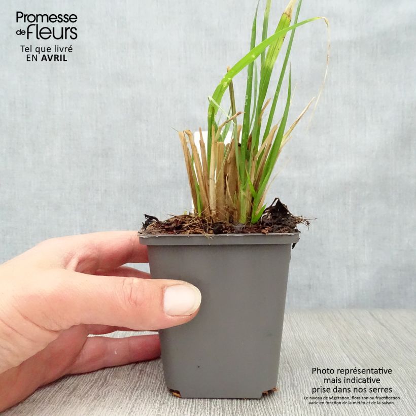 Spécimen de Pennisetum alopecuroïdes Moudry - Herbe aux écouvillons en godet de 9 cm tel que livré au printemps