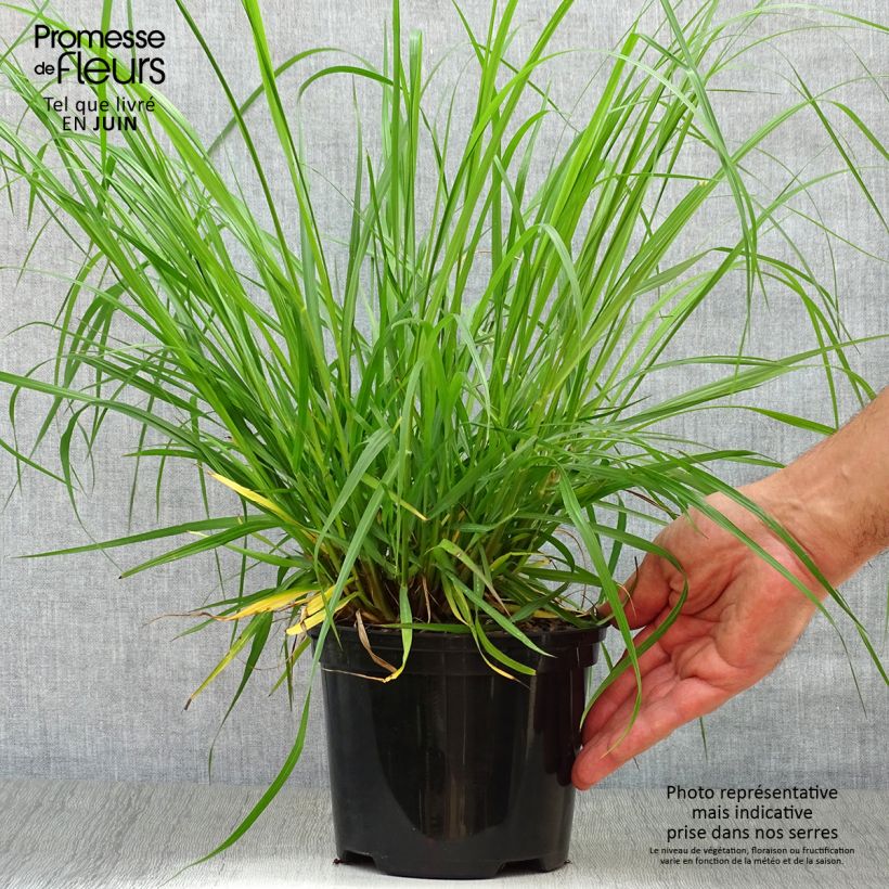 Spécimen de Pennisetum alopecuroïdes Moudry - Herbe aux écouvillons Pot de 2L/3L tel que livré en été