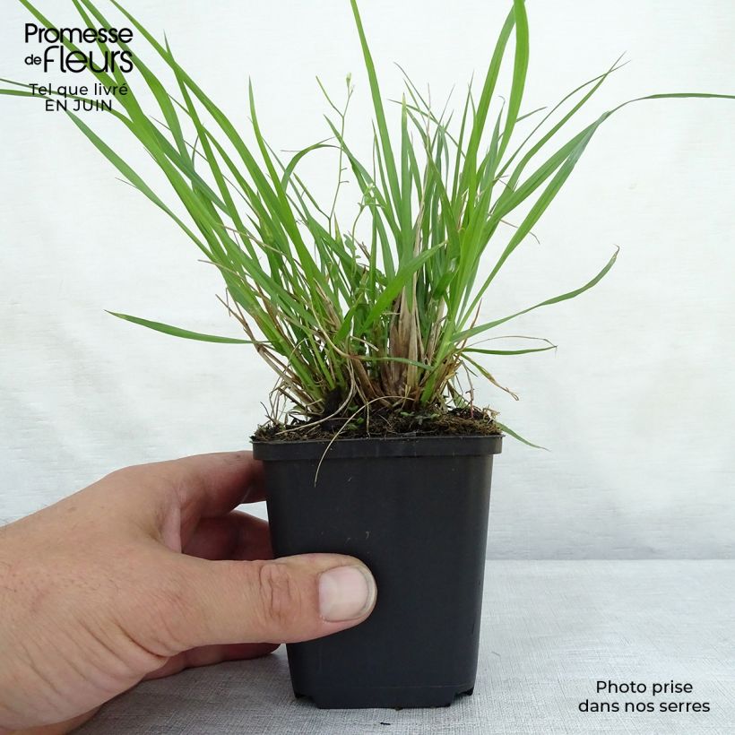 Spécimen de Pennisetum alopecuroïdes Moudry - Herbe aux écouvillons Godet de 8/9 cm tel que livré en été