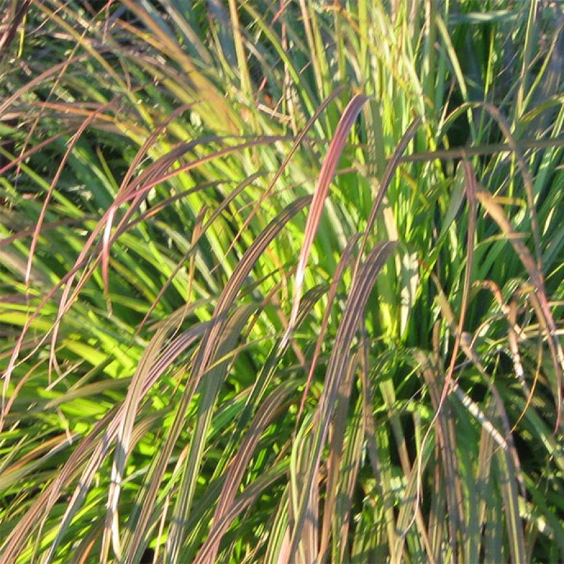 Pennisetum alopecuroides National Arboretum - Herbe aux écouvillons pourpres (Feuillage)