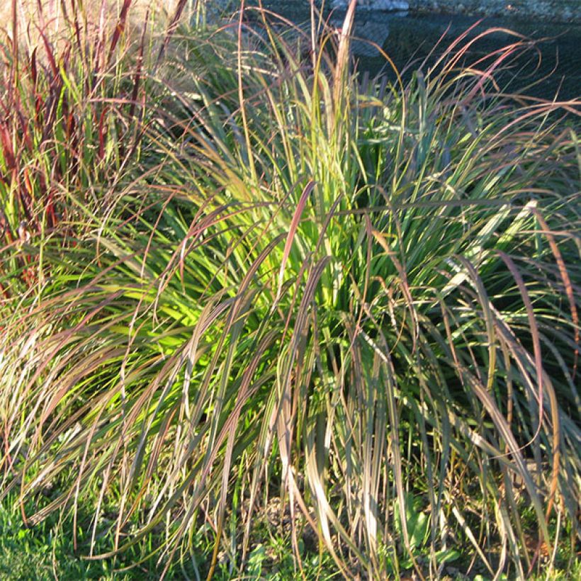 Pennisetum alopecuroides National Arboretum - Herbe aux écouvillons pourpres (Port)