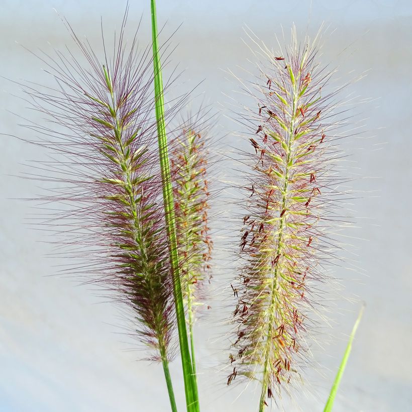 Pennisetum alopecuroides National Arboretum - Herbe aux écouvillons pourpres (Floraison)