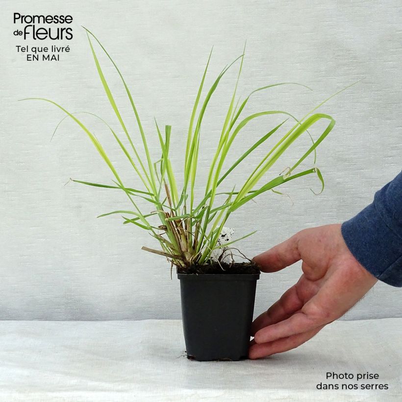 Spécimen de Pennisetum alopecuroides National Arboretum - Herbe aux écouvillons pourpres Godet de 9cm tel que livré au printemps
