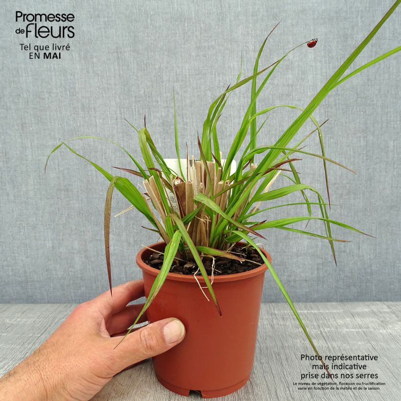 Spécimen de Pennisetum alopecuroides National Arboretum - Herbe aux écouvillons pourpres Pot de 1L/1.5L tel que livré au printemps