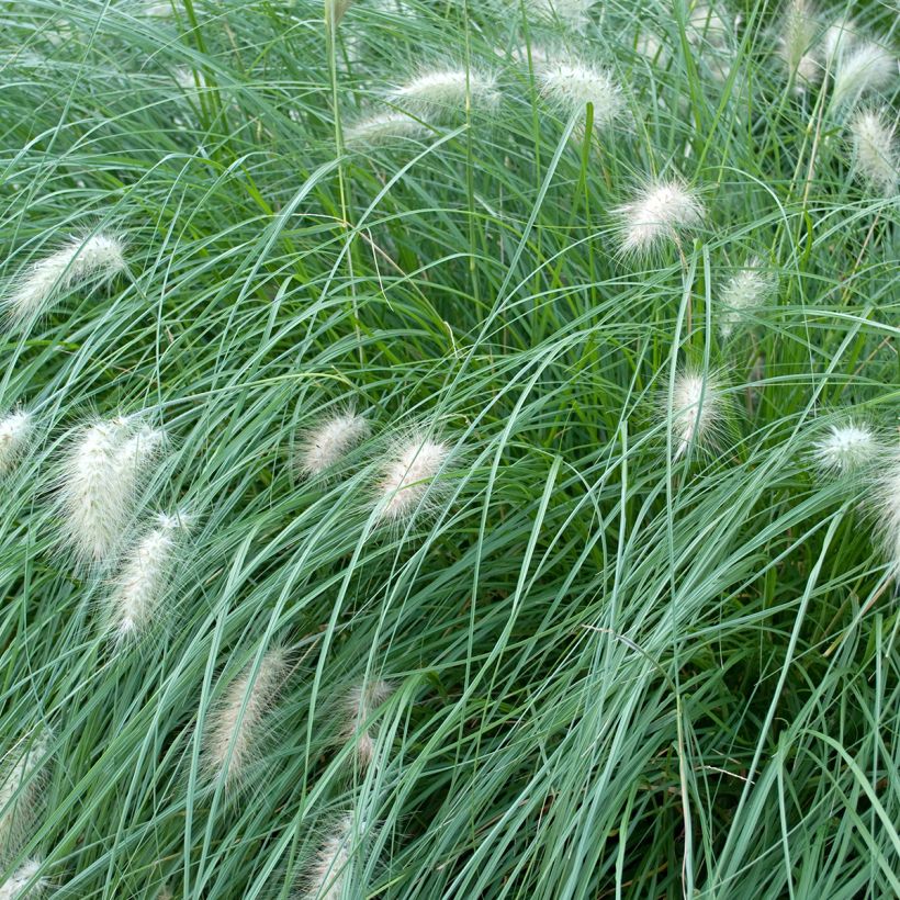 Pennisetum alopecuroides Piglet - Herbe aux écouvillons (Feuillage)