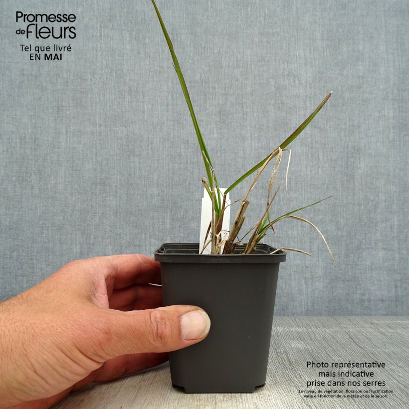 Spécimen de Pennisetum alopecuroides Red Head - Herbe aux écouvillons - godet de 8/9cm tel que livré au printemps
