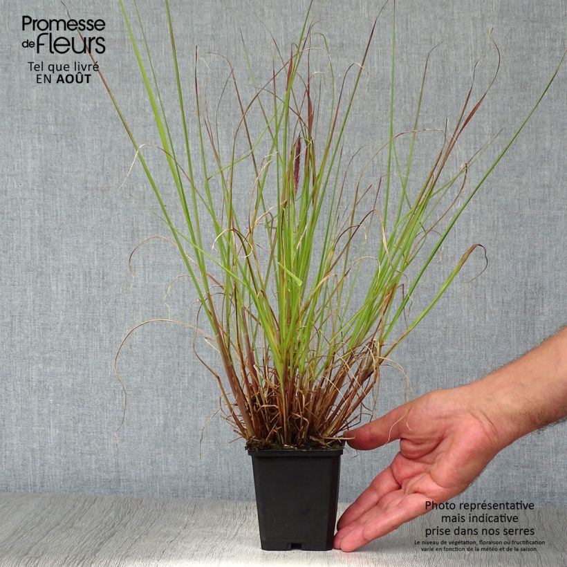 Spécimen de Pennisetum alopecuroïdes f. viridescens - Herbe aux écouvillons Godet de 8/9 cm tel que livré en été