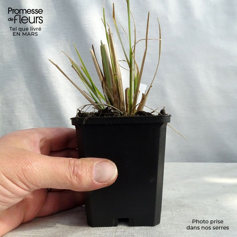 Spécimen de Pennisetum alopecuroïdes f. viridescens - Herbe aux écouvillons tel que livré au printemps