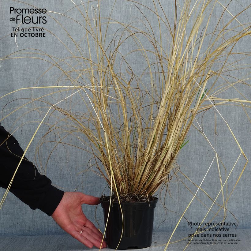 Spécimen de Pennisetum alopecuroïdes f. viridescens - Herbe aux écouvillons Pot de 2L/3L tel que livré en automne
