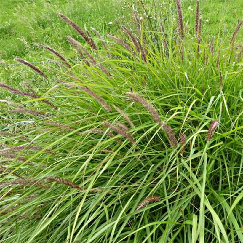 Pennisetum incomptum - Herbe aux écouvillons. (Floraison)