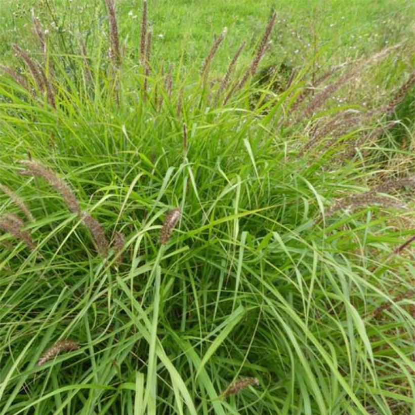 Pennisetum incomptum - Herbe aux écouvillons. (Port)