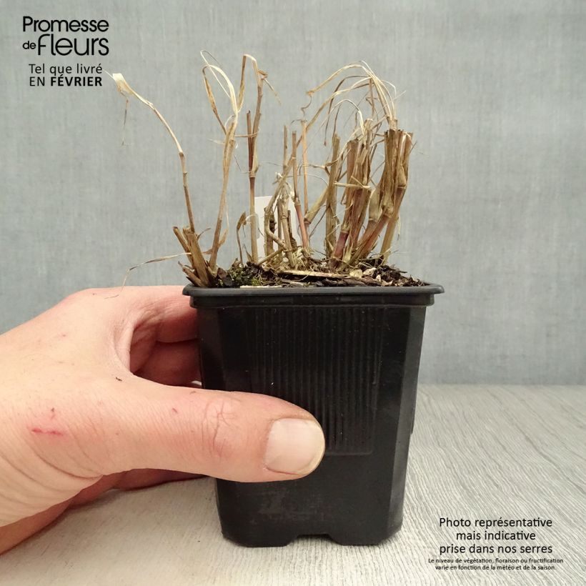 Spécimen de Pennisetum incomptum - Herbe aux écouvillons. tel que livré en hiver