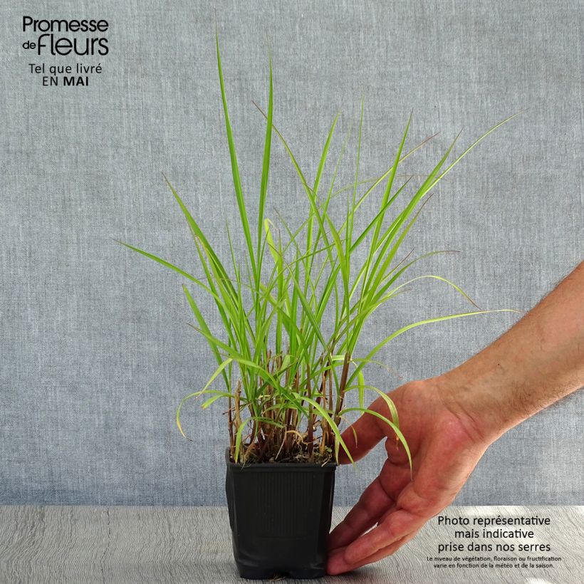 Spécimen de Pennisetum incomptum - Herbe aux écouvillons. Godet de 9cm tel que livré au printemps