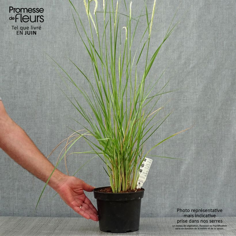 Spécimen de Pennisetum macrourum - Herbe aux écouvillons Pot de 2L/3L tel que livré en été