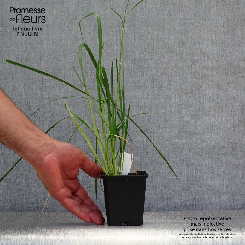 Spécimen de Pennisetum macrourum - Herbe aux écouvillons Godet de 8/9 cm tel que livré en été