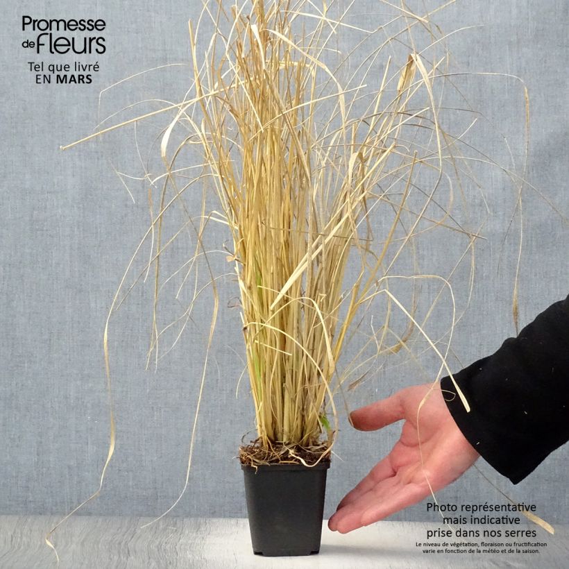 Spécimen de Pennisetum massaicum Red Bunny Tail en godet de 9 cm tel que livré au printemps