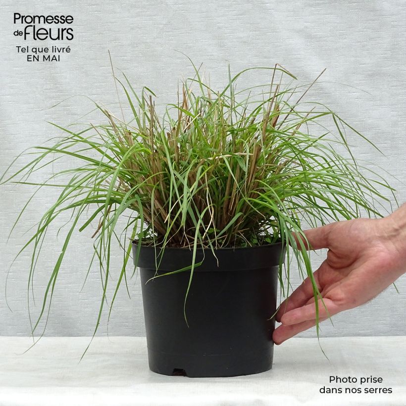 Spécimen de Pennisetum massaicum Red Bunny Tail en pot de 2/3 litres tel que livré au printemps