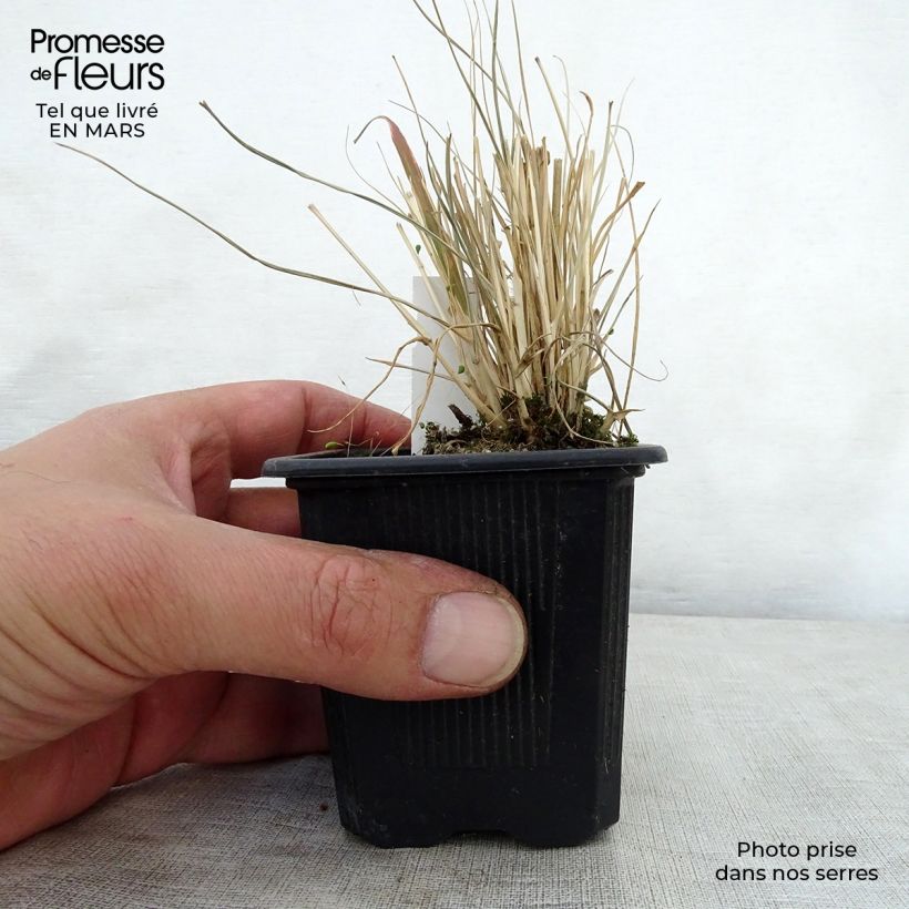 Spécimen de Pennisetum massaicum Red Button - Herbe aux écouvillons rouges  Godet de 9cm tel que livré au printemps