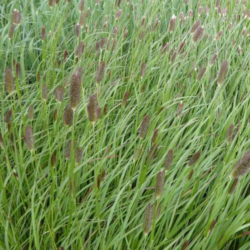 Herbe queues de lapins rouges, Pennisetum messiacum : planter