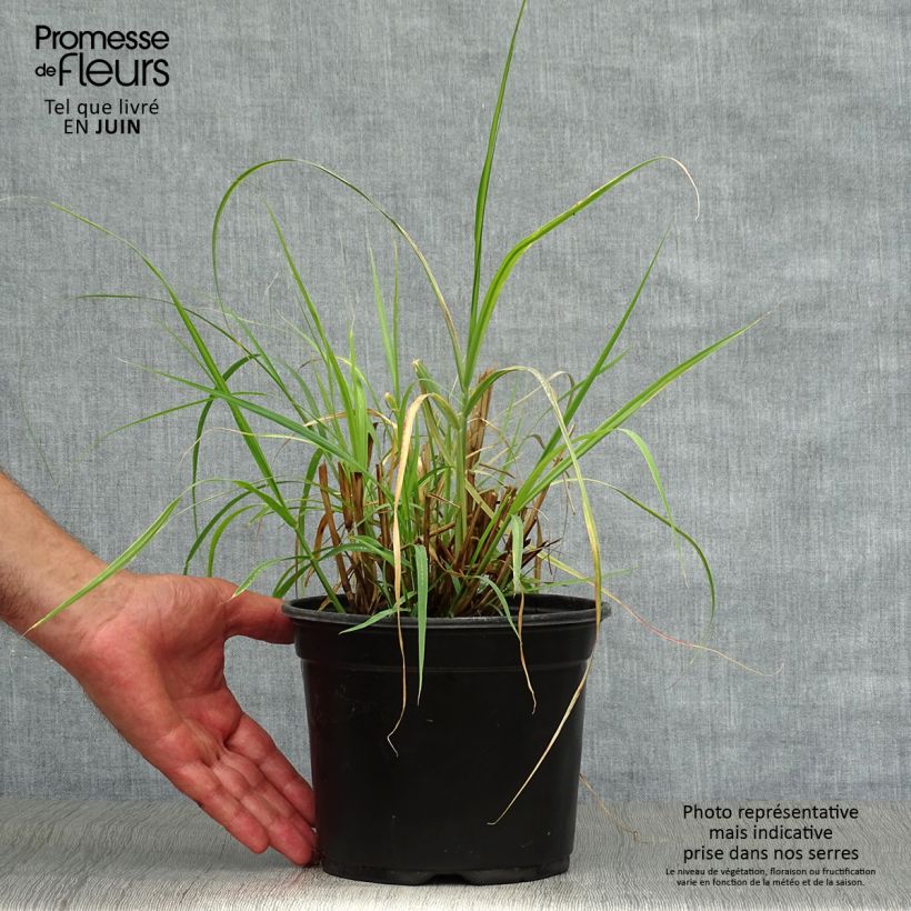 Spécimen de Pennisetum orientale - Herbe aux écouvillons  Pot de 2L/3L tel que livré en été