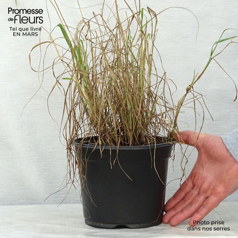 Spécimen de Pennisetum orientale - Herbe aux écouvillons  tel que livré au printemps