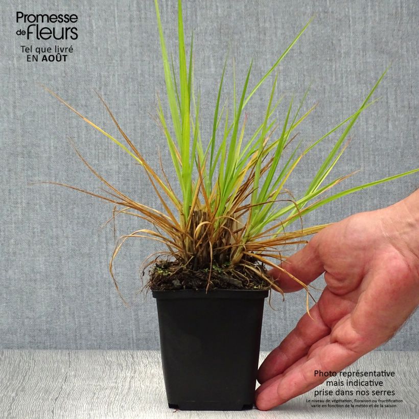 Spécimen de Pennisetum orientale Fairy Tails - Herbe aux écouvillons Godet de 8/9 cm tel que livré en été