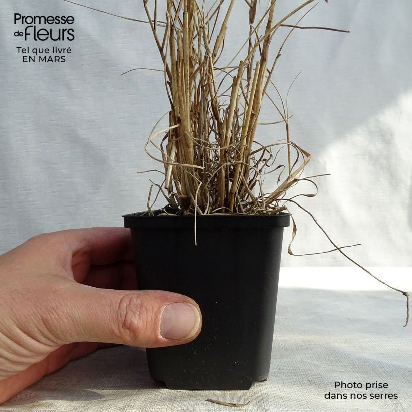 Spécimen de Pennisetum orientale Fairy Tails - Herbe aux écouvillons Godet de 9cm tel que livré au printemps