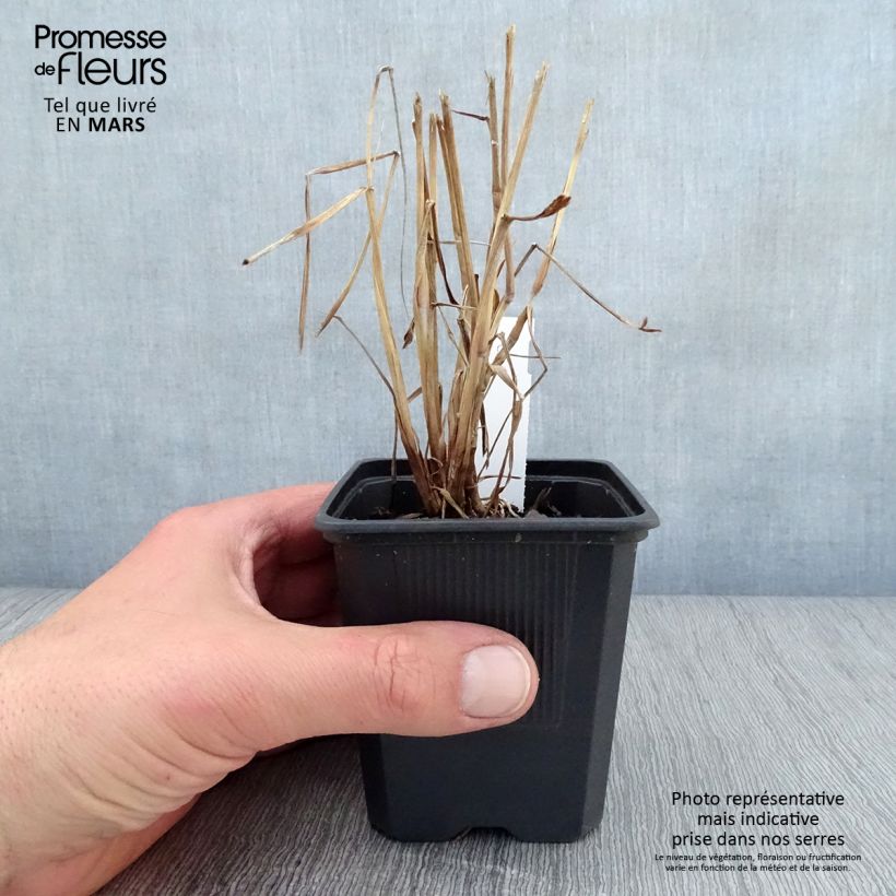 Spécimen de Pennisetum orientale JS Dance With Me - Herbe aux écouvillons Godet de 8/9 cm tel que livré au printemps