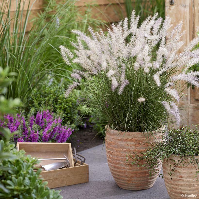 Pennisetum orientale JS Dance With Me - Herbe aux écouvillons (Port)