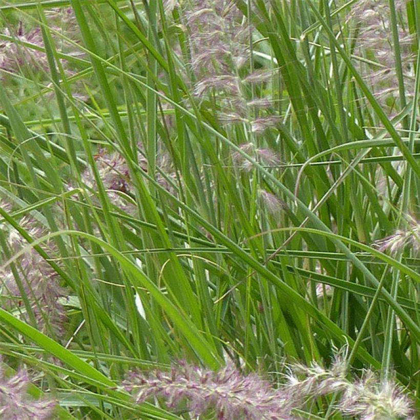 Pennisetum orientale Karley Rose - Herbe aux écouvillons roses (Feuillage)