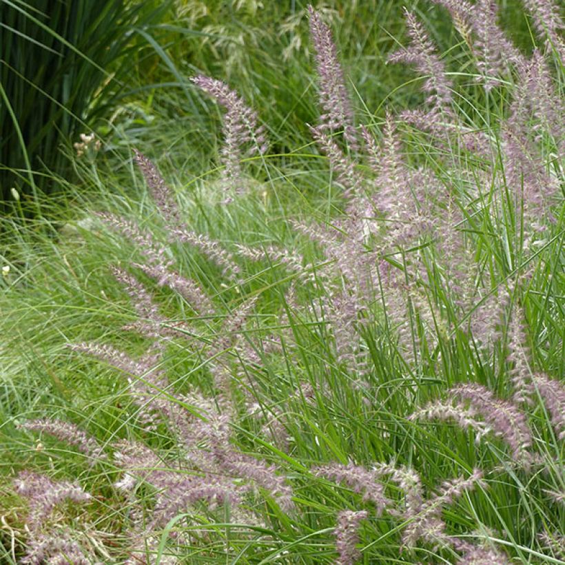 Pennisetum orientale Karley Rose - Herbe aux écouvillons roses (Floraison)