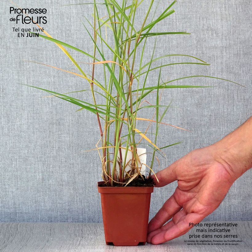 Spécimen de Pennisetum orientale Karley Rose - Herbe aux écouvillons roses Godet de 8/9 cm tel que livré en été