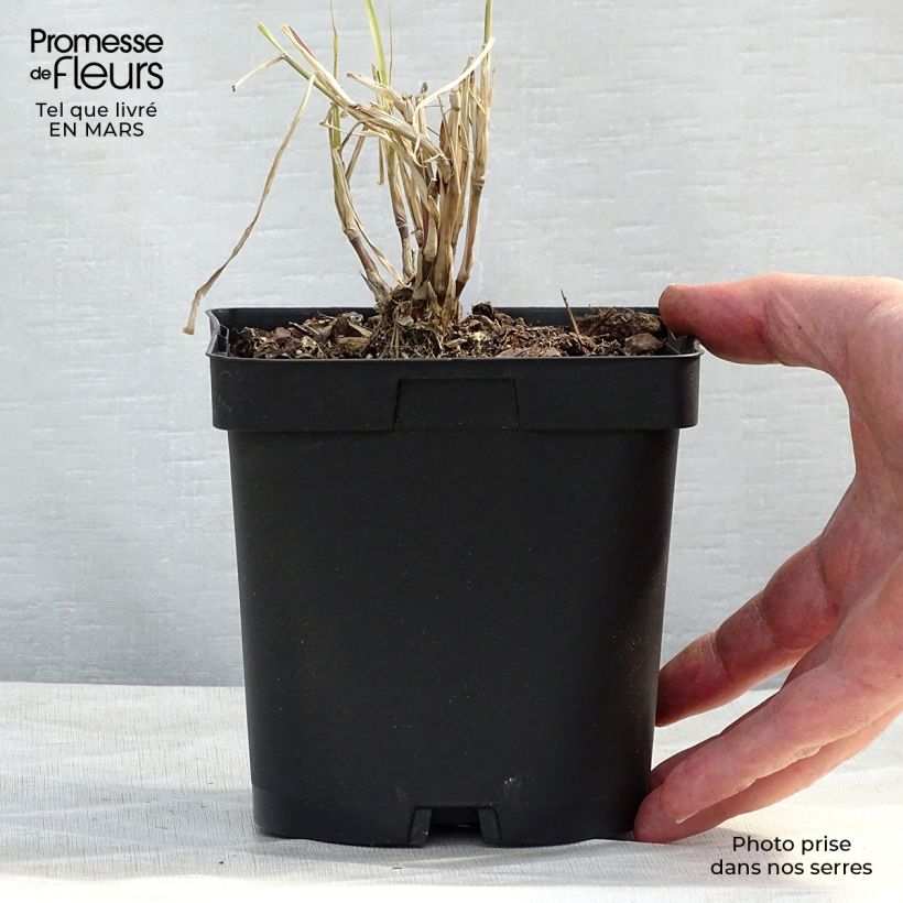 Spécimen de Pennisetum orientale Karley Rose - Herbe aux écouvillons roses en pot de 2/3 litres tel que livré au printemps